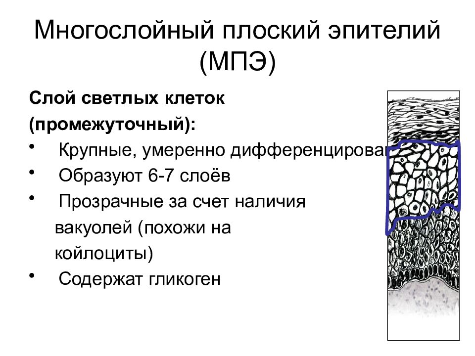 Слой плоских клеток. Промежуточный поверхностный эпителий. Многослойный плоский поверхностный эпителий. Промежуточные слоя в плоском эпителии. Клетки промежуточного эпителия.