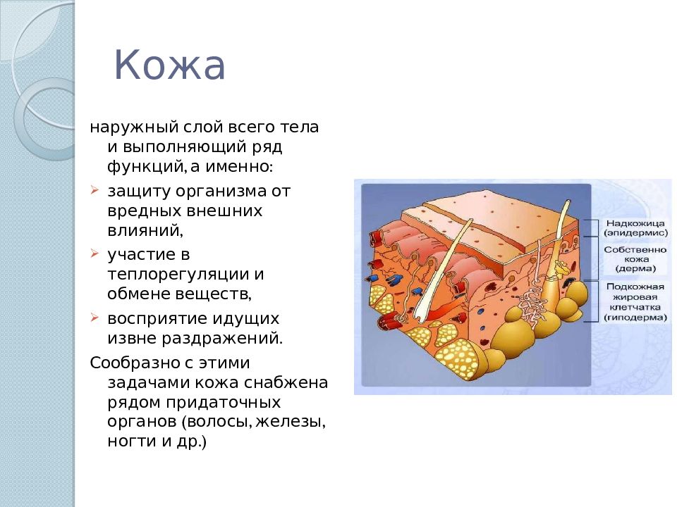 Какими буквами на рисунке обозначены структуры кожи человека выполняющие функции теплорегуляции