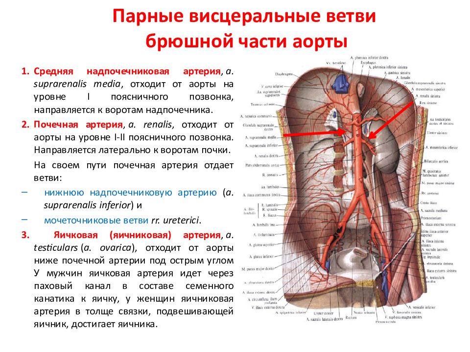 Презентация брюшная аорта