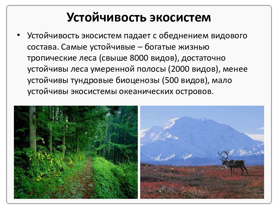 Экосистему тундры. Устойчивость экосистемы. Стабильность экосистем. Стабильность и устойчивость экосистем. Самая устойчивая экосистема.