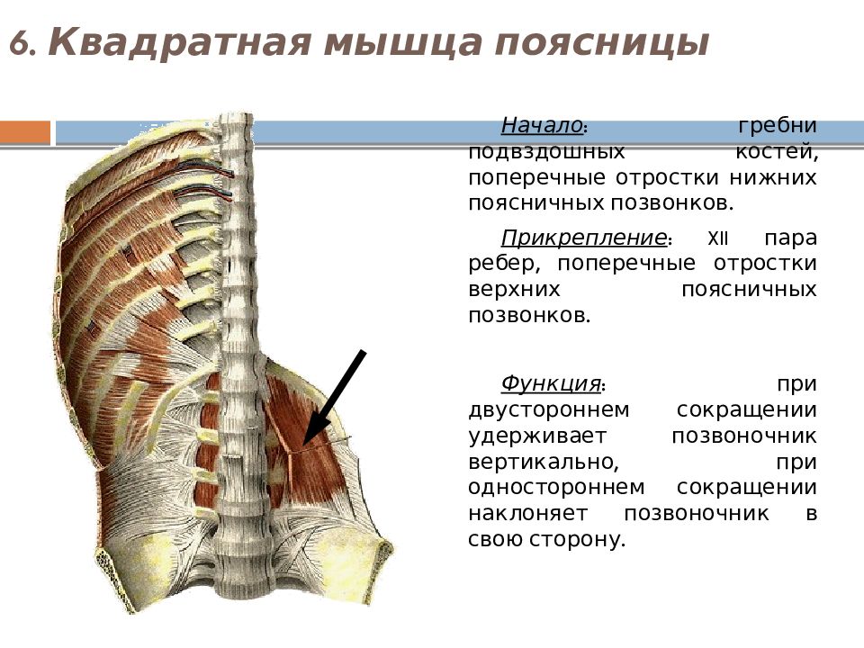 Фото квадратная мышца поясницы