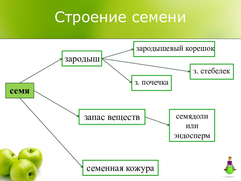 Презентация плоды и семена 6 класс биология