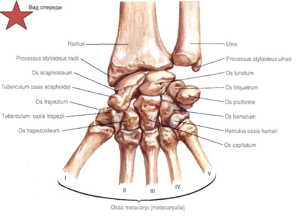 Лучезапястный сустав пластическая анатомия