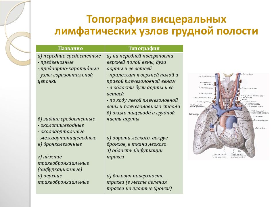 Таблица лимфоузлов. Пельвикальные лимфатические узлы. Лимфатические сосуды и регионарные лимфатические узлы. Висцеральные лимфатические узлы грудной полости анатомия. Топография лимфатических узлов грудной полости.