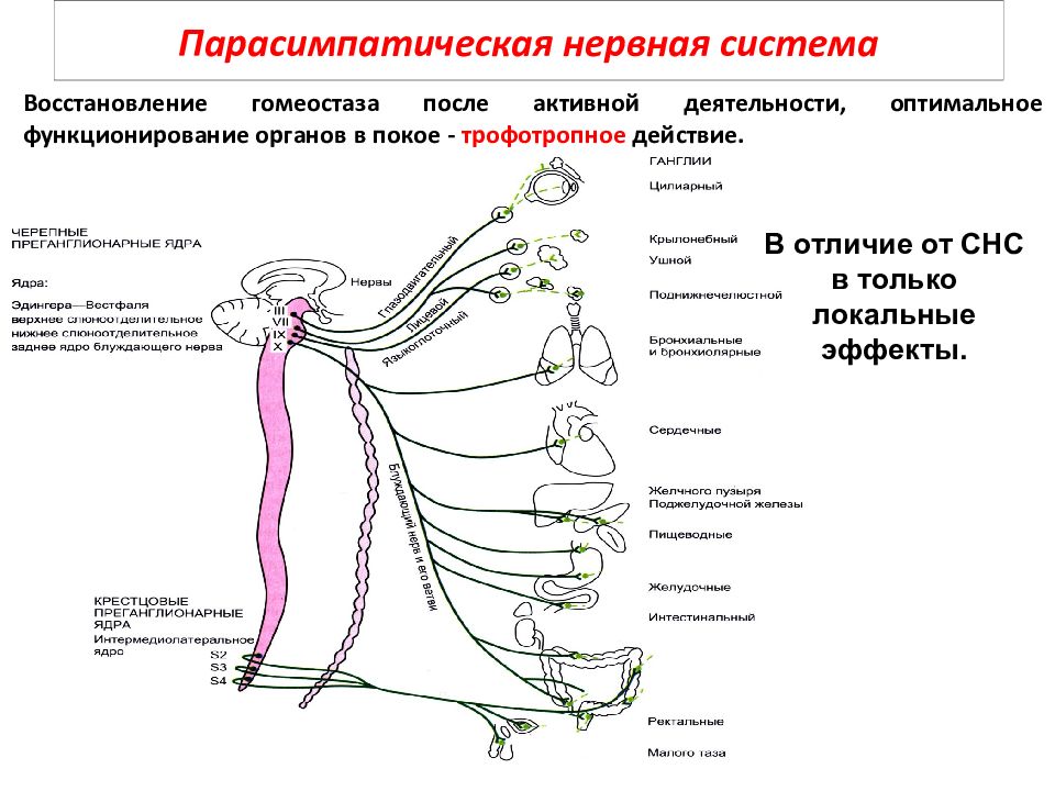 Парасимпатическая нервная система презентация