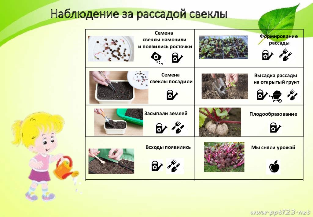 Паспорт проекта огород на подоконнике