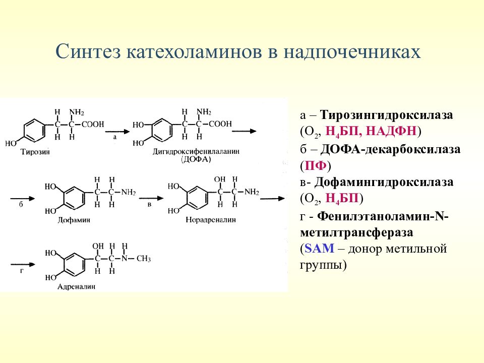 Адреналин образуется. Схема синтеза катехоламинов в надпочечниках. Аминокислоты для синтеза катехоламинов. Синтез катехоламинов из тирозина. Схема синтеза адреналина.
