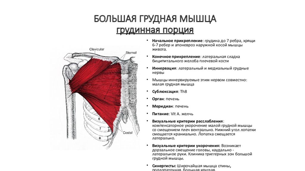 Тянут грудные мышцы. Большая и малая грудная мышца прикрепление. Большая грудная мышца иннервация. Большая грудная мышца место прикрепления.