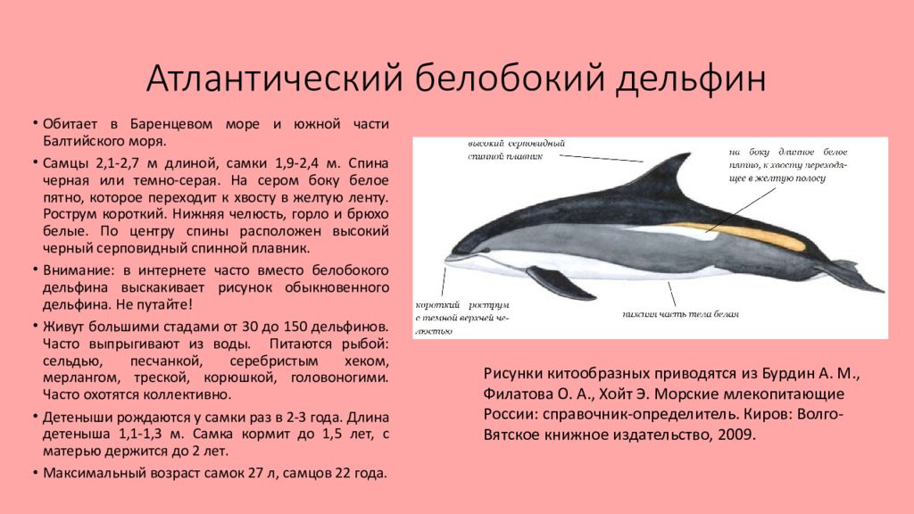 Китообразные презентация 7 класс