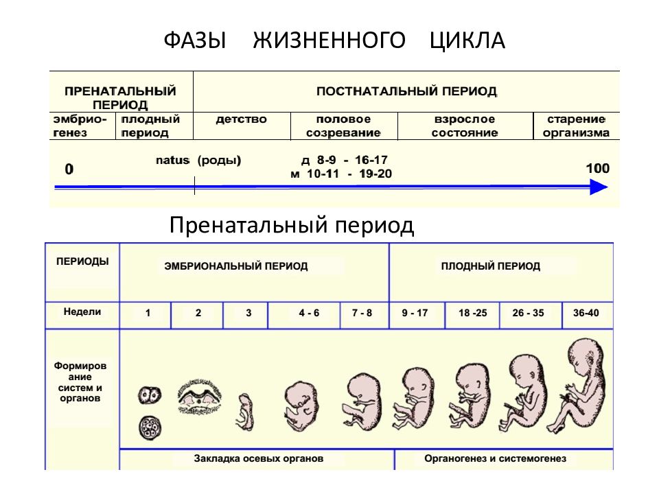 Цикл онтогенез. Пренатальный период развития это. Этапы пренатального развития. Стадии развития ребенка в пренатальном периоде. Периодизация пренатального периода развития.