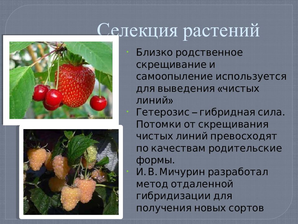 Основой селекции является. Основные направления современной селекции. Презентация на тему селекция растений.