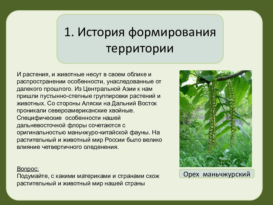 Какие растение в азии. Азия животные и растения. Растения и животные Южной Азии. Растительность и животный мир Азии. Растительный мир Северо Восточной Азии.