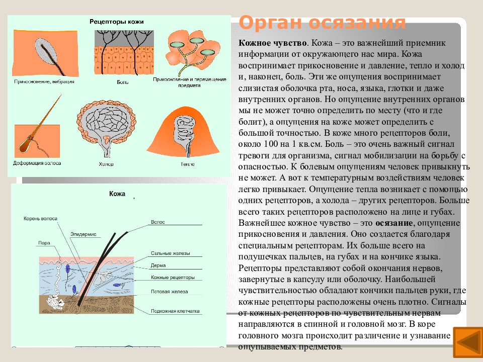 Составить схему осязательного анализатора