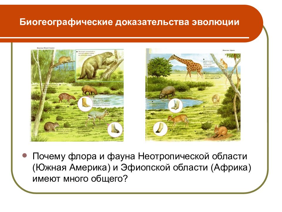 Биогеографические доказательства эволюции картинки