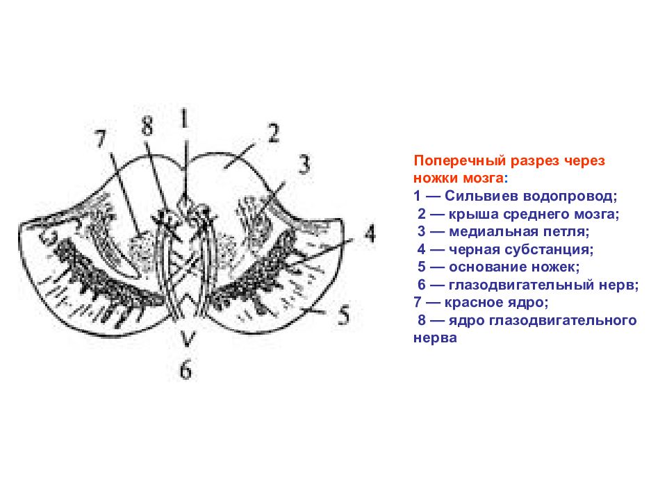 Разрез через