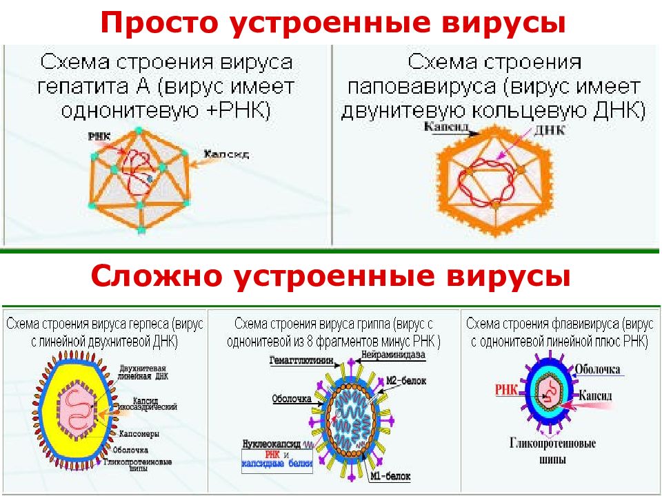 Схема строения простого вируса