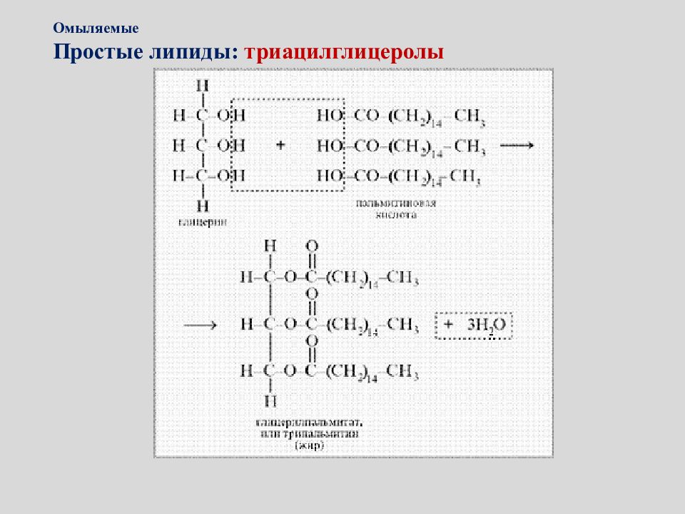 Омыляемые липиды это. Простые омыляемые липиды. Омыляемые липиды строение. Простые омыляемые липиды примеры. Функции омыляемых липидов.