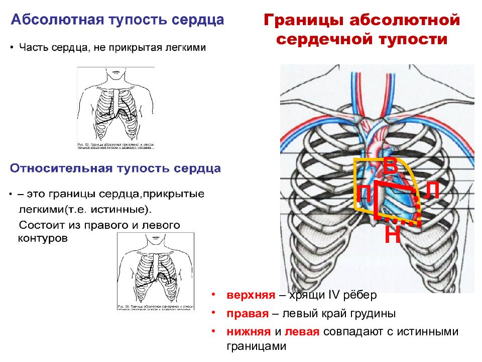 Сердечный относительно. Границы относительной и абсолютной сердечной тупости. Границы абсолютной сердечной тупости в норме. Относительная и абсолютная сердечная тупость. Границы сердца абсолютные и относительные.