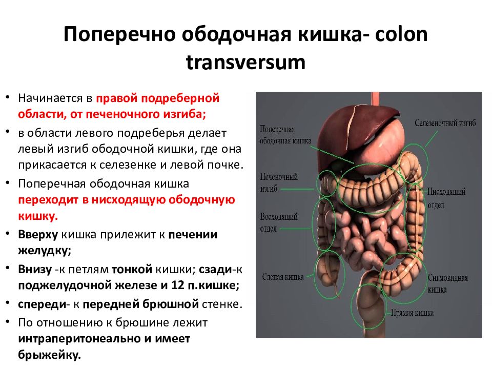 Ободочная кишка