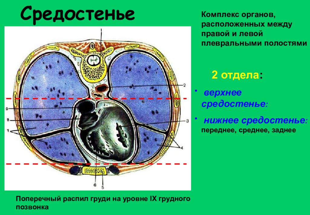 Расположен между. Анатомия средостения таблица. Органы средостения таблица. Средостение Сагиттальный срез. Содержимое средостения таблица.