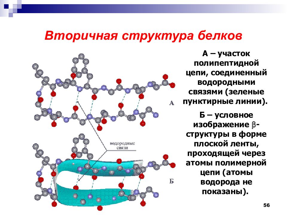 Белки и пептиды презентация