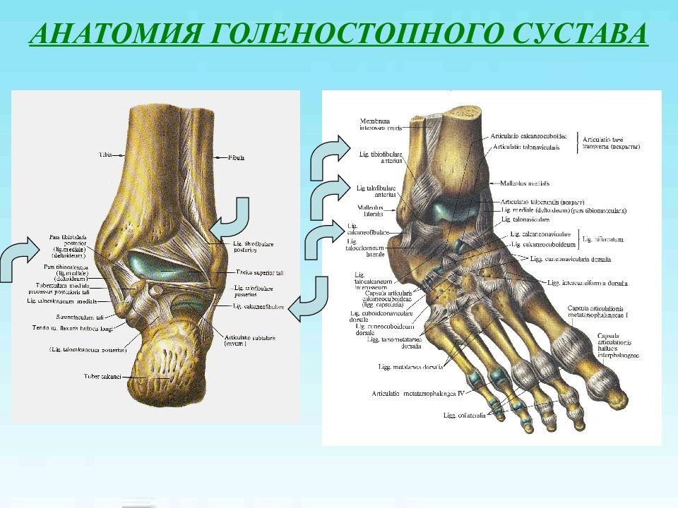 Голеностопный сустав образуют. Голеностоп сустав строение связки. Голеностопный сустав анатомия строение кости. Гольностопсустав анатомия строение. Кости стопы голеностопный сустав.
