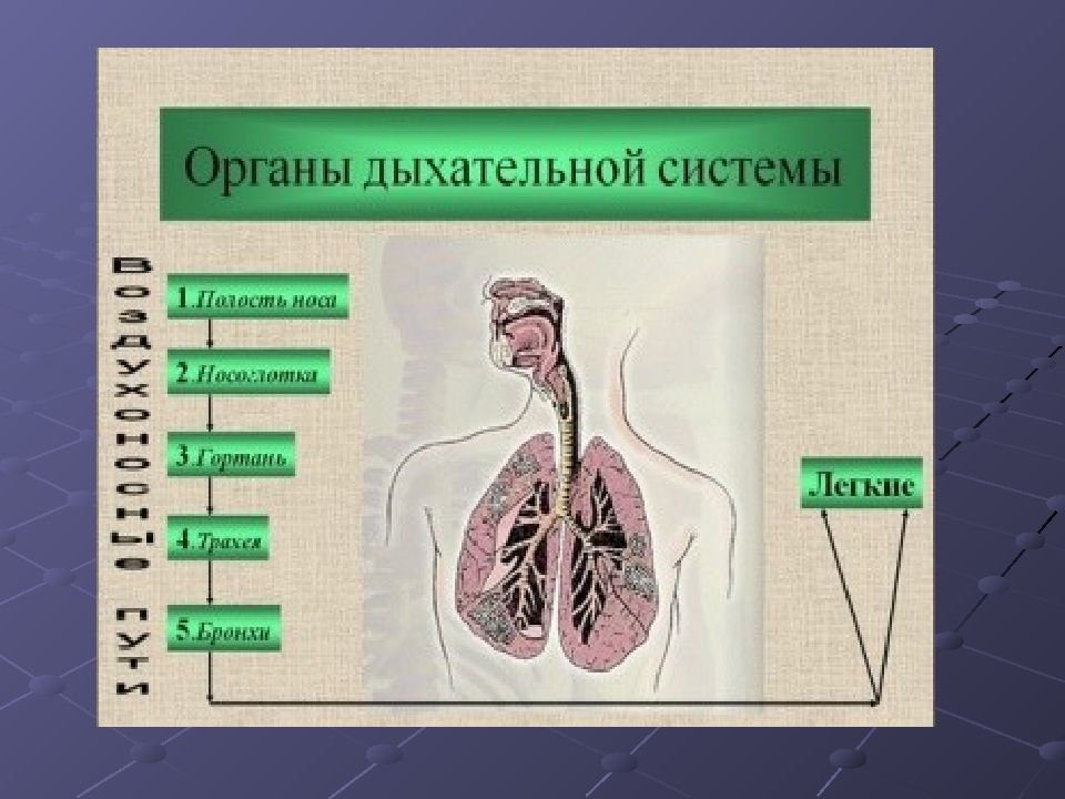 Карта дыхания. Организация дыхательной системы. Карта дыхательной системы. Интеллект карта дыхательная система человека. Функциональная организация дыхательной системы.