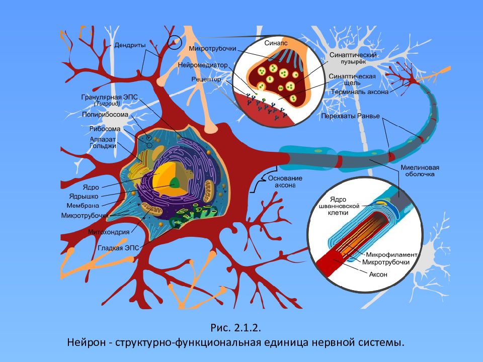 Схематическое изображение структурно функциональной единицы нервной системы нейрона