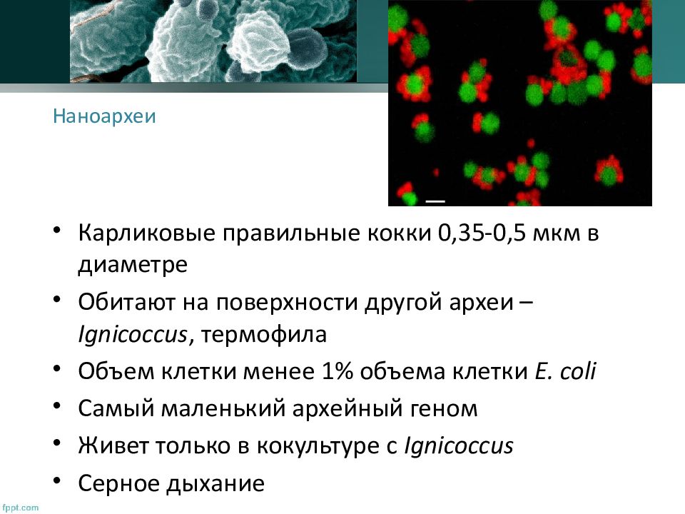 Метаногенные археи поставщики органических соединений в древней биосфере презентация