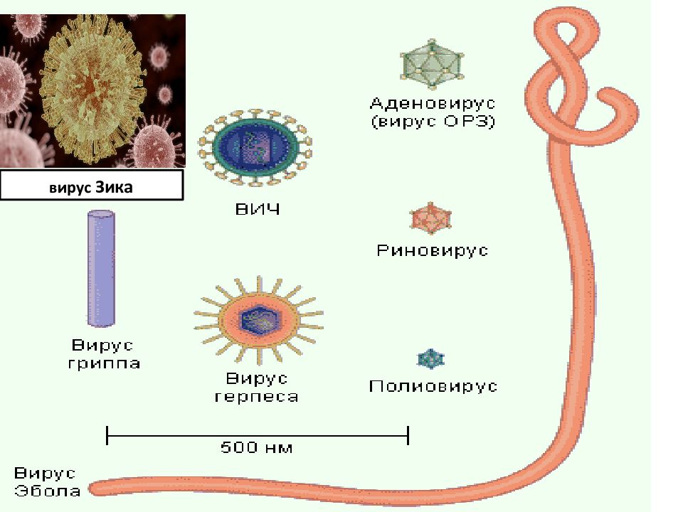 Тип биологической клетки. Вирус Зика строение. Структура вируса Зика. Вирус Зика рисунок. Примеры клеток в биологии.
