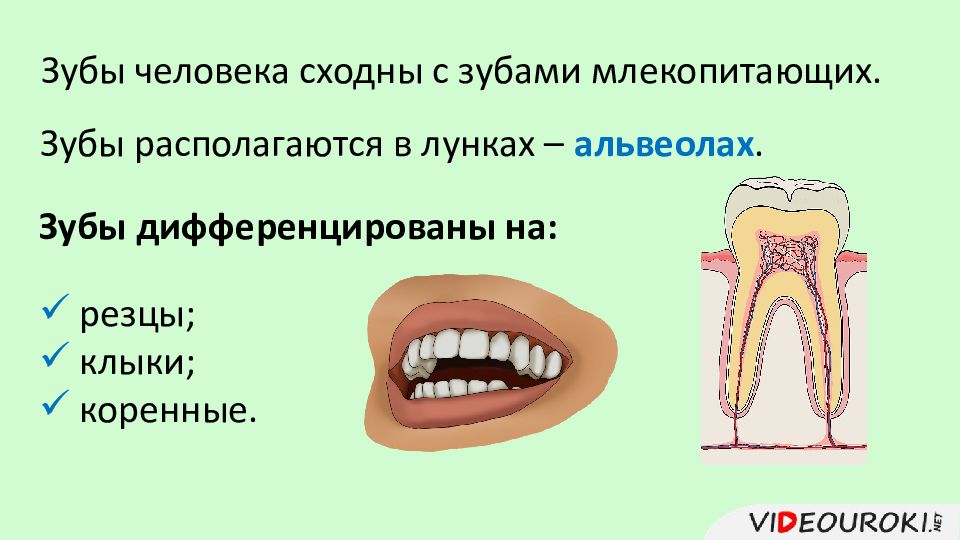 Какие зубы у млекопитающих дифференцированы. Дифференциация зубов на резцы, клыки и коренные. Строение зуба человека.