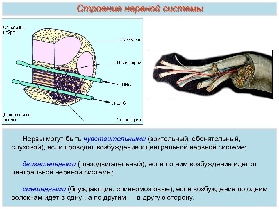 Презентация тема спинной мозг