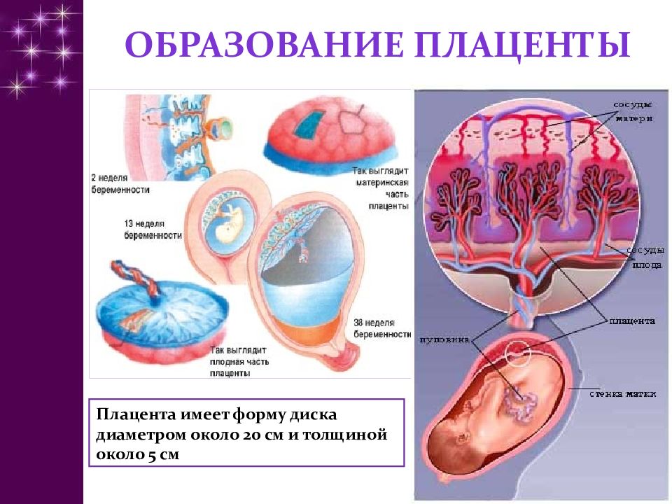 Презентация на тему оплодотворение и развитие плодного яйца