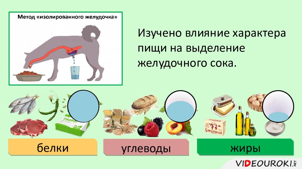 Регуляция пищеварения презентация