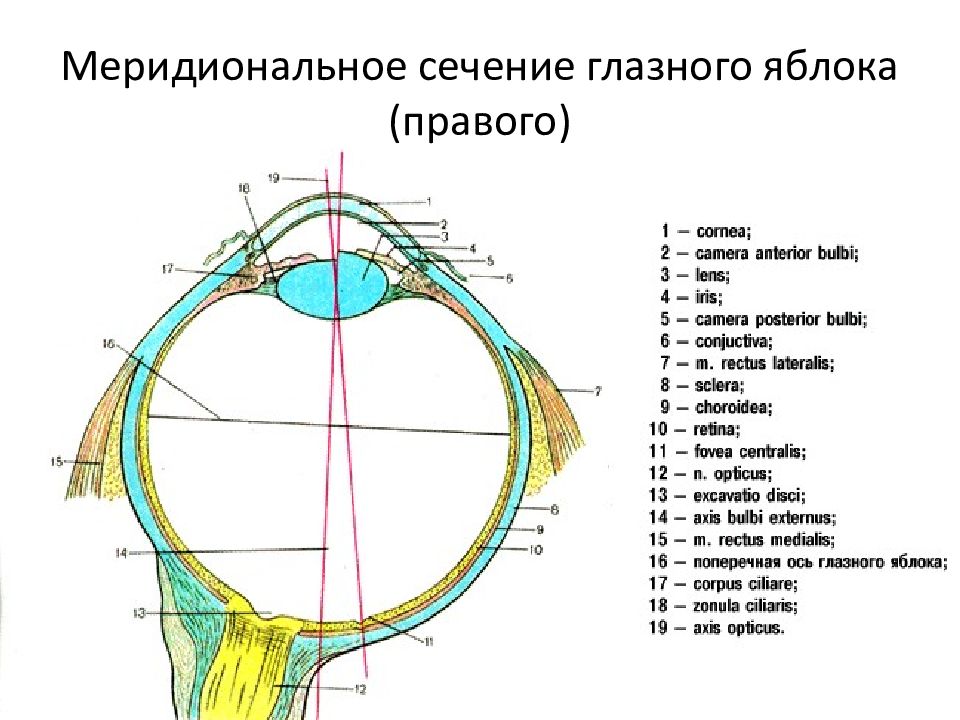 Орган зрения презентация гистология