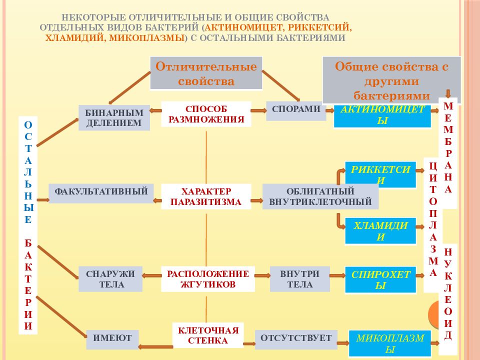 Классификация микроорганизмов морфология микроорганизмов презентация