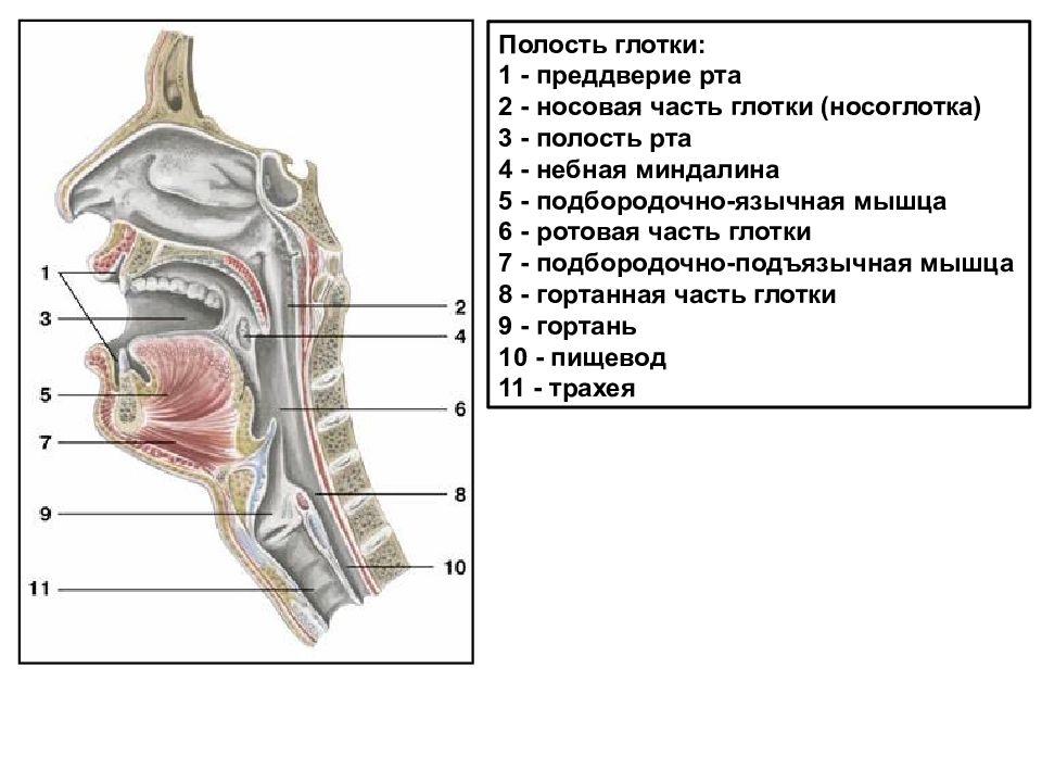 Строение носоглотки и ротоглотки человека фото и описание