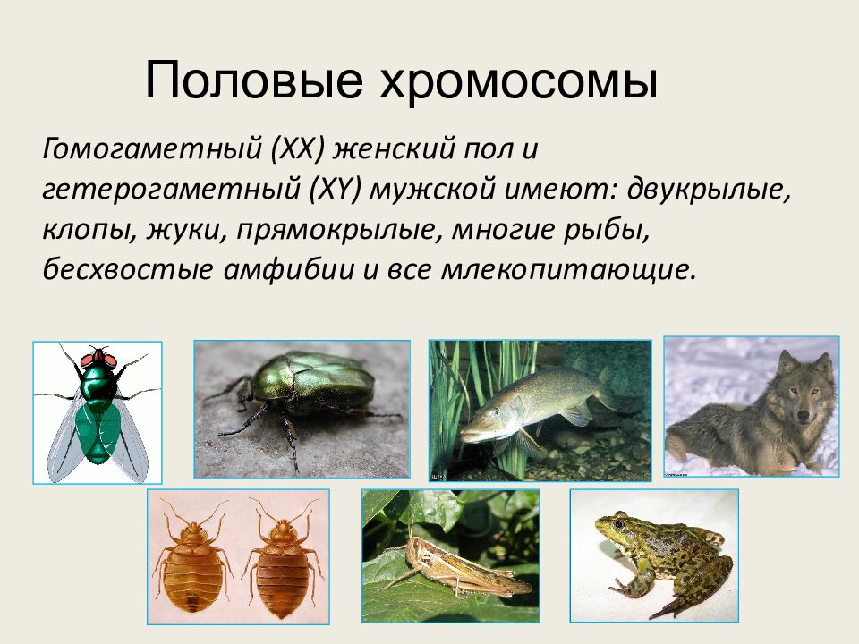 Какой пол называют гомогаметным и какой гетерогаметный. Какой пол называют гомогаметным и какой гетерогаметный