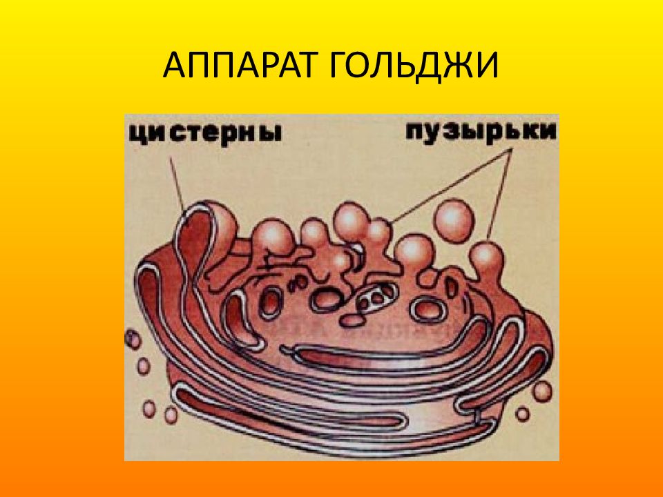 Как выглядит аппарат гольджи рисунок