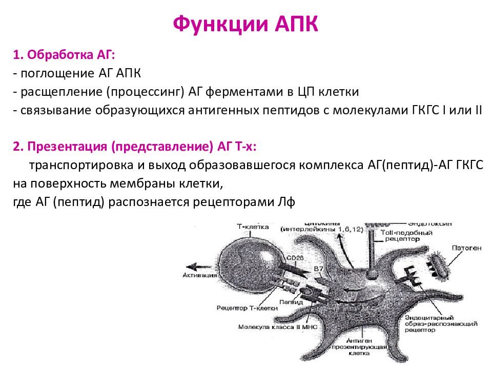 Апк иммунология. Роль АПК иммунология. Антигенпрезентирующие клетки (APC) –. Виды антигенпрезентирующих клеток иммунология. Понятие об антигенпрезентирующих клетках.