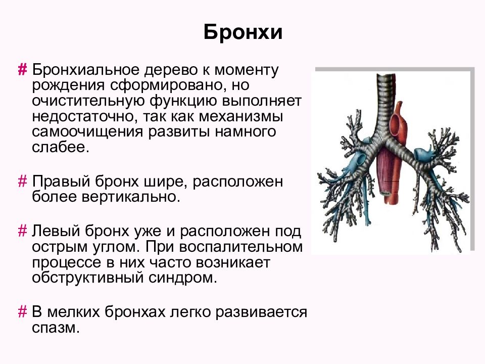 Строение бронхиального дерева. Трахея и бронхиальное дерево. Бронхи анатомия характеристика. Бронхи строение и функции. Бронхи строение бронхиальное дерево.