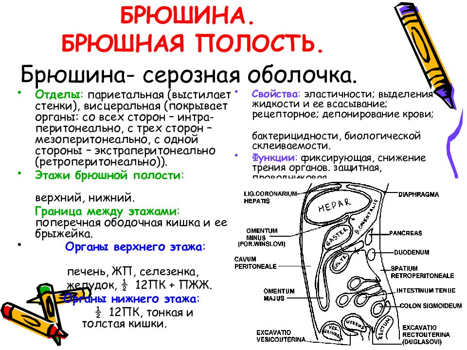 Схема брюшины анатомия