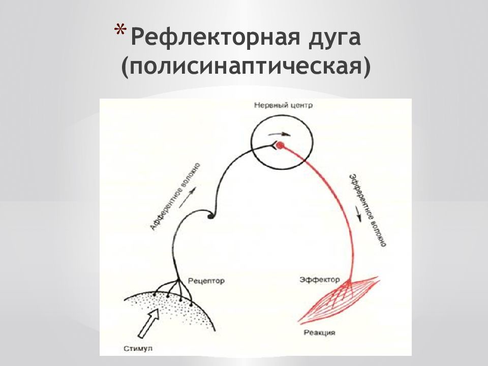 Рефлекторная дуга. Рефлекторная дуга физиология. Схема полисинаптической рефлекторной дуги. Нервный центр в рефлекторной дуге. Рефлекторная дуга полисинаптических рефлексов состоит:.