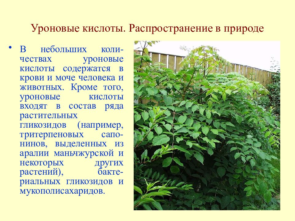 Растение содержит. Уроновые кислоты. Распространение кислот в природе. Аровые уроновые кислоты. Биологическое значение уроновых кислот.