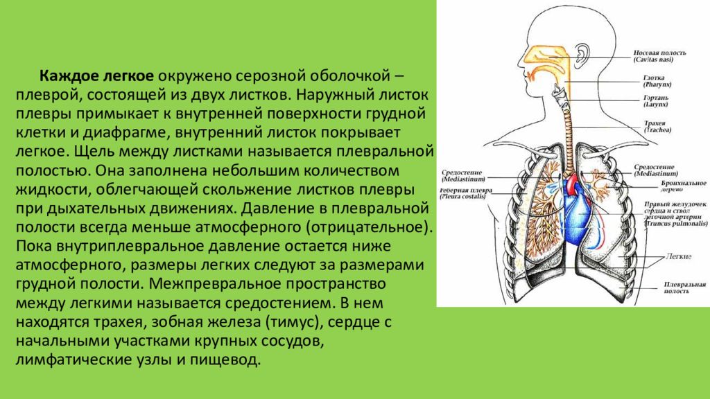 Оболочка легких 6. Гигиена дыхательной системы. Гигиена органов дыхания доклад. Особенности дыхательной системы. Дыхательная система у детей.