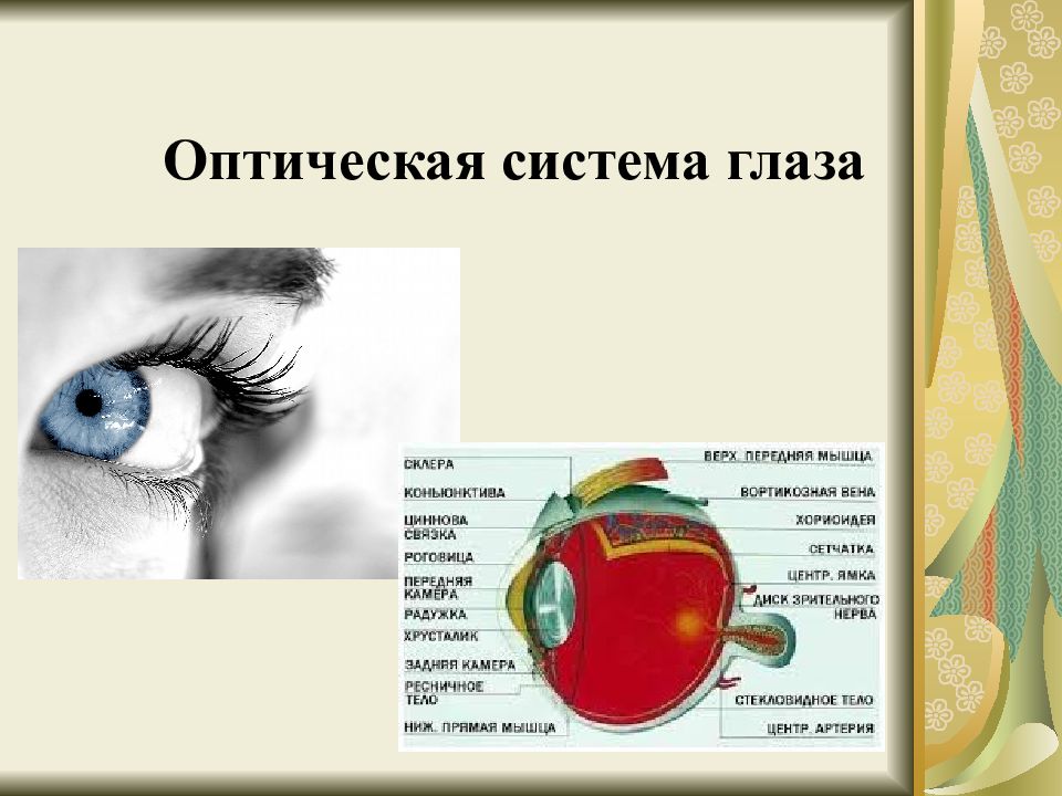 Оптическая система глаза