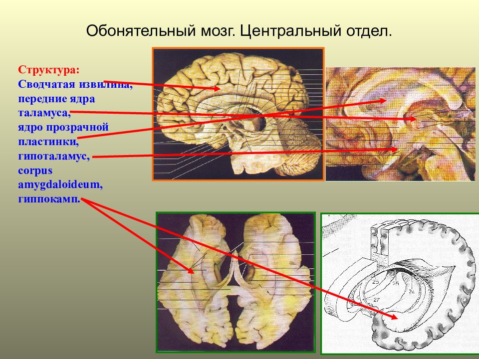 Обонятельный мозг схема