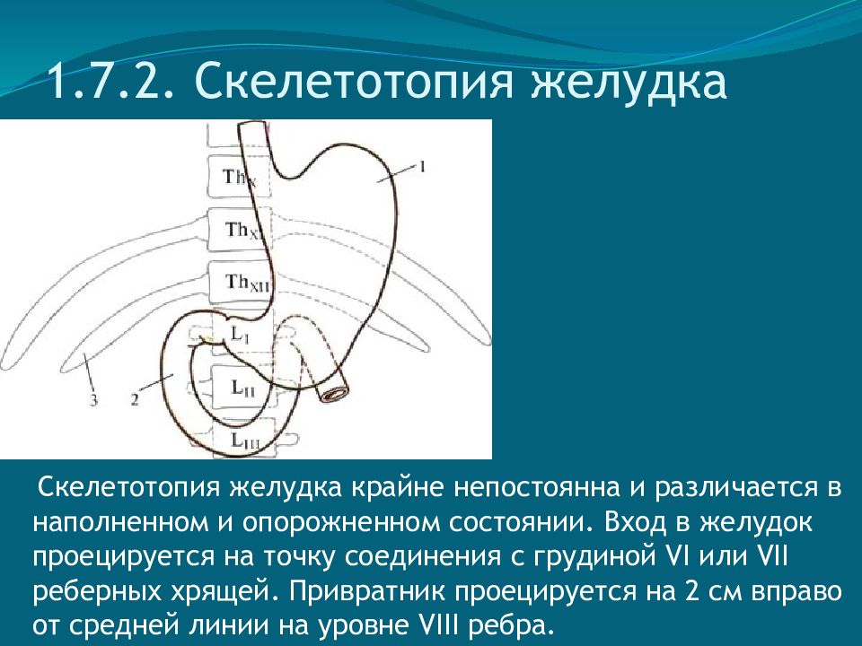 Топографическая анатомия желудка презентация