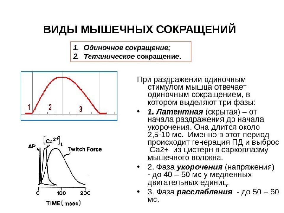 Виды сокращений. Оптимум частоты гладкий тетанус. Кривая одиночного мышечного сокращения фазы. Виды мышечного сокращения в зависимости от частоты раздражения. Одиночное сокращение и тетанус.