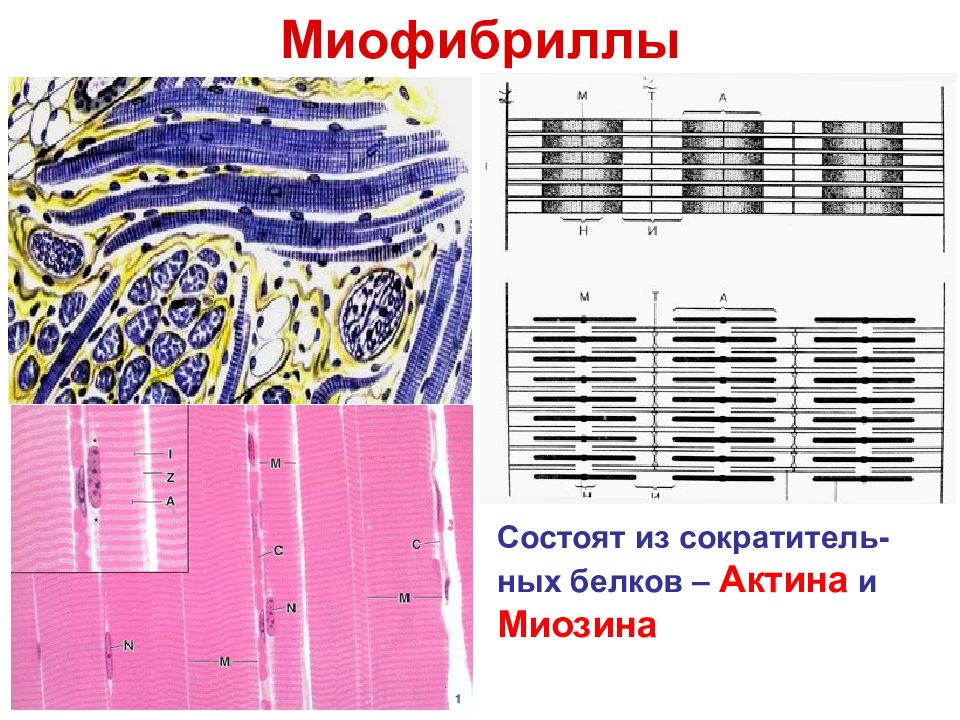 Миофибриллы состоят из. Миофибрилла состоит. Размеры миофибриллы. Миофибриллы цитология.
